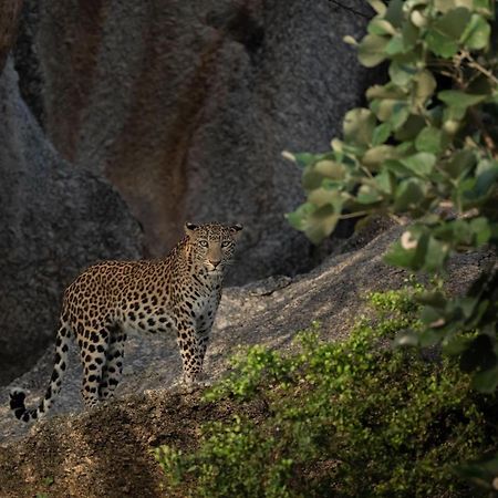 Jawai Leopard Villa Bijapur  Εξωτερικό φωτογραφία