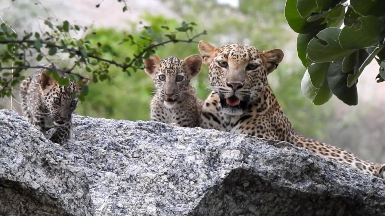 Jawai Leopard Villa Bijapur  Εξωτερικό φωτογραφία