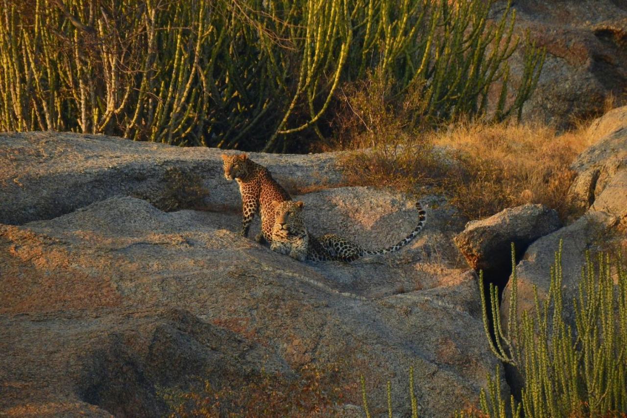 Jawai Leopard Villa Bijapur  Εξωτερικό φωτογραφία