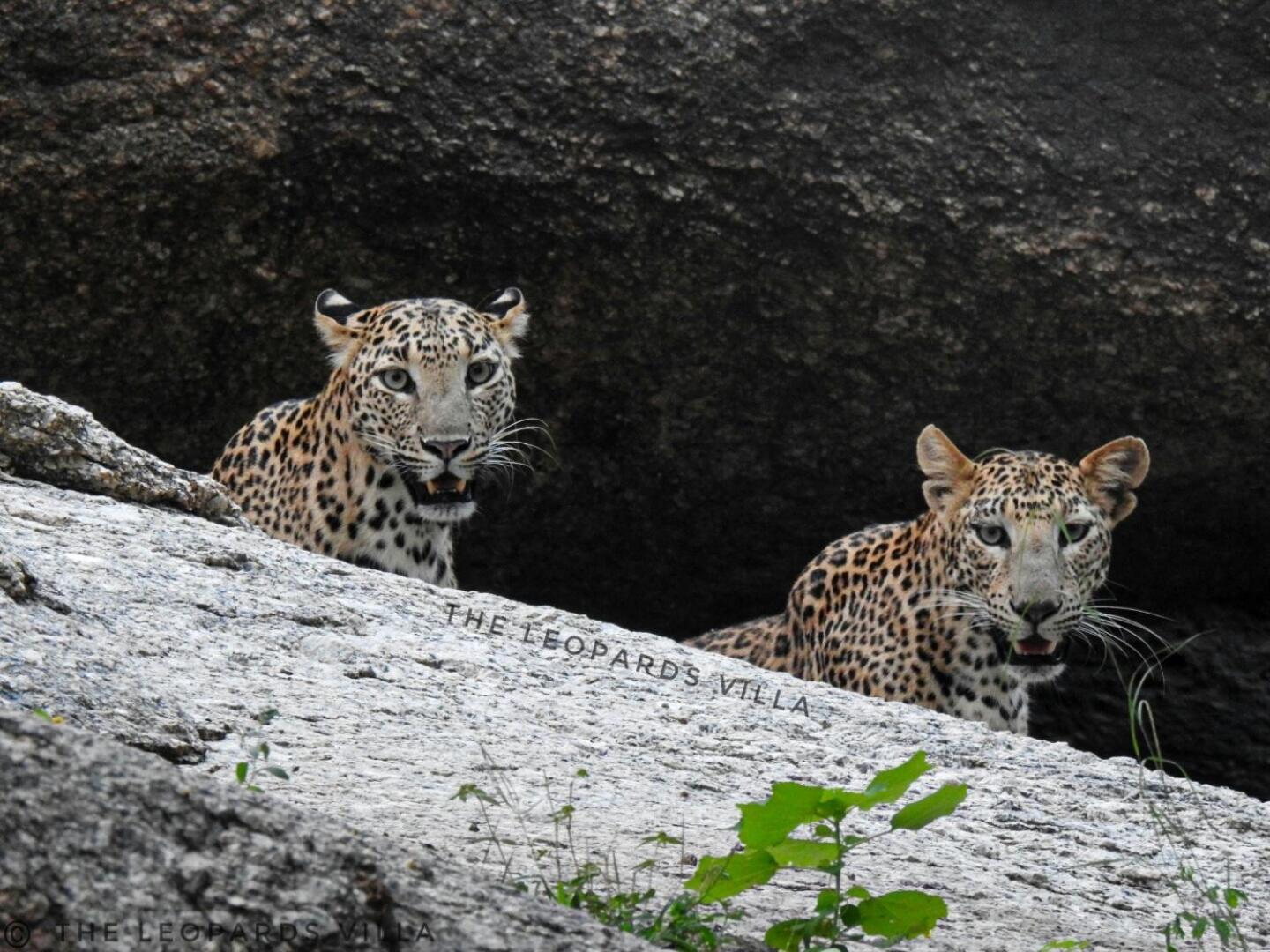 Jawai Leopard Villa Bijapur  Εξωτερικό φωτογραφία