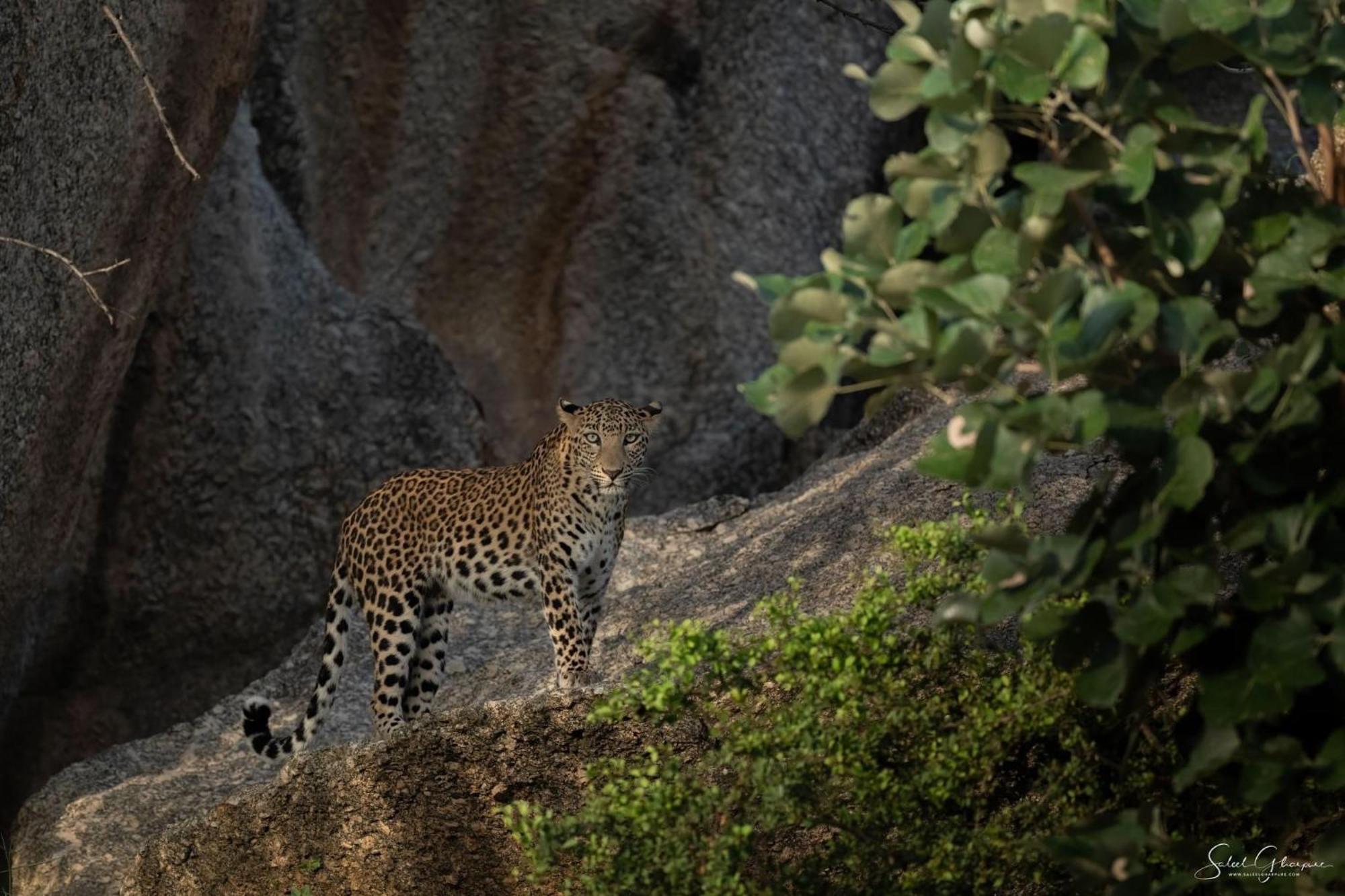 Jawai Leopard Villa Bijapur  Εξωτερικό φωτογραφία
