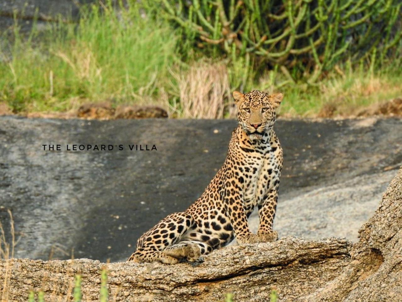 Jawai Leopard Villa Bijapur  Εξωτερικό φωτογραφία