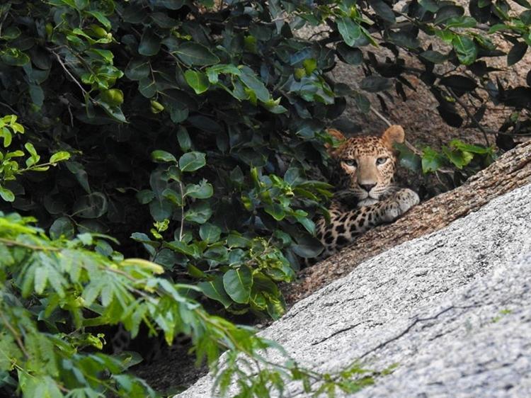 Jawai Leopard Villa Bijapur  Εξωτερικό φωτογραφία