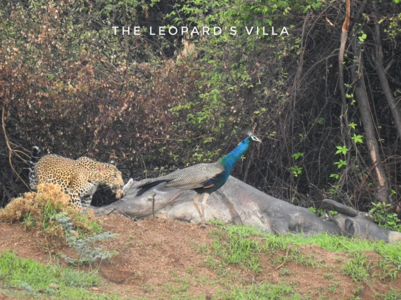 Jawai Leopard Villa Bijapur  Εξωτερικό φωτογραφία