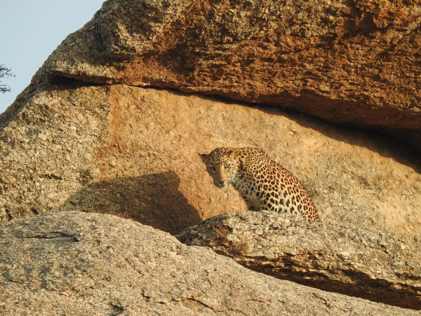 Jawai Leopard Villa Bijapur  Εξωτερικό φωτογραφία